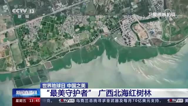 世界地球日 中国之美 “最美守护者” 广西北海红树林