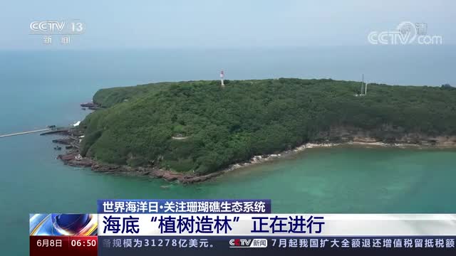 世界海洋日 关注珊瑚礁生态系统 海底“植树造林”正在进行