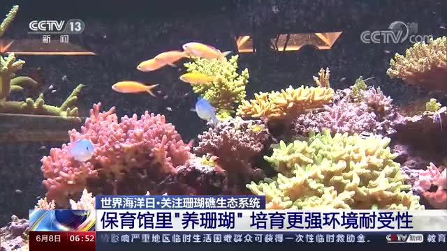 世界海洋日 关注珊瑚礁生态系统 保育馆里“养珊瑚” 培育更强环境耐受性