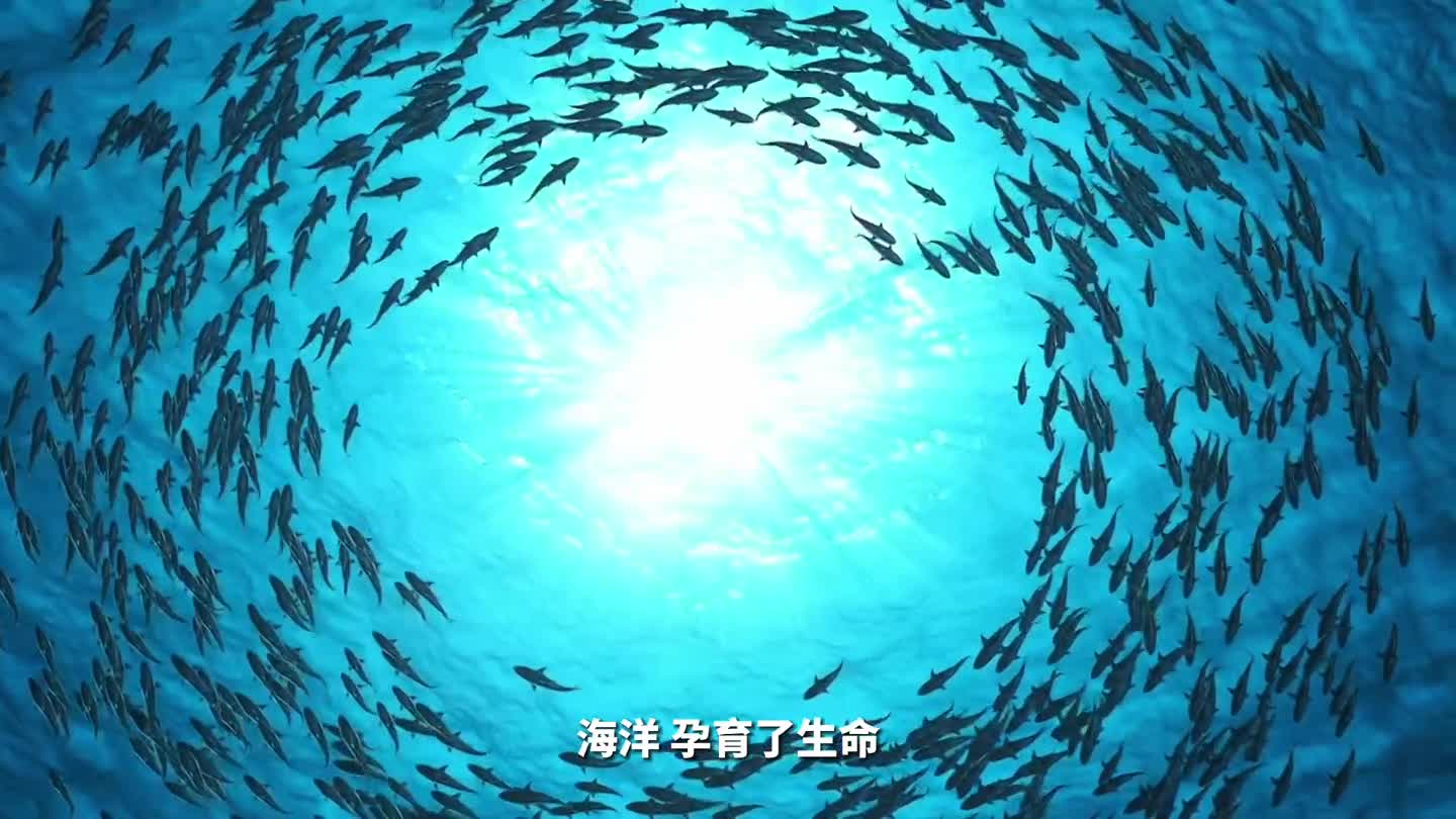 海洋日主题宣传片：保护海洋生态系统 人与自然和谐共生